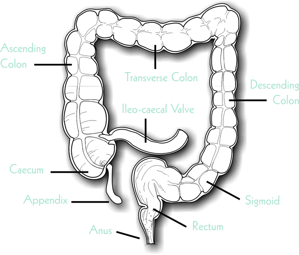Colonic Irrigation - colon diagram