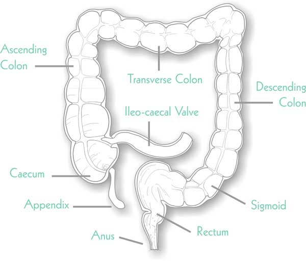 The colon - diagram
